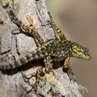 San Gerardo de Dota - Green spiny lizard